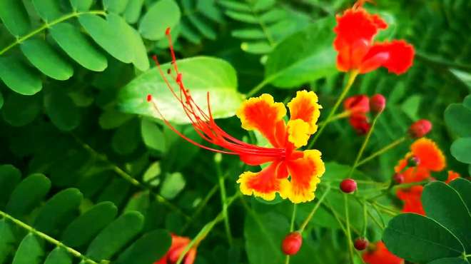 [图]花落花又开，人生会有重逢时