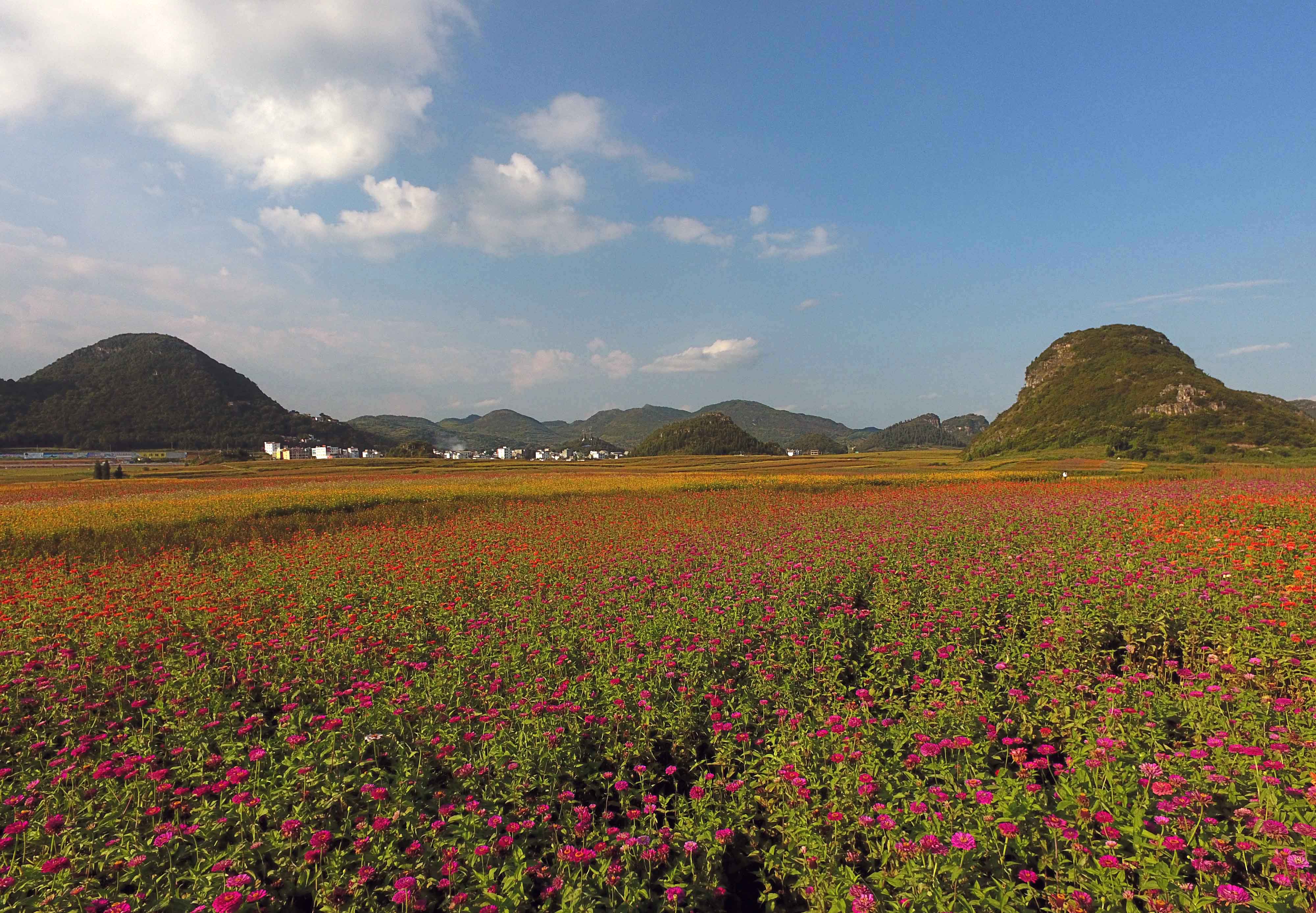 云南罗平:七彩花田美如画