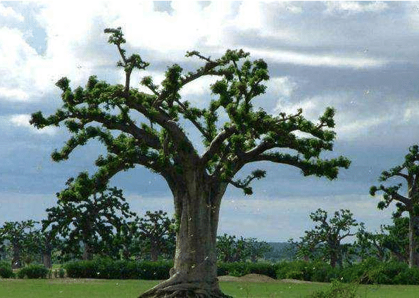 盘点那些千奇百怪的树,肯定有你从来没听过的,快来看看吧