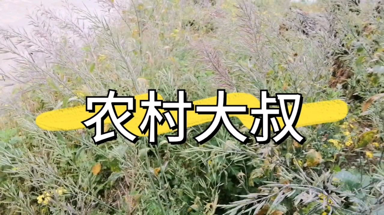 山坡石头缝里草丛里,长出的野生油菜,你们看过吗