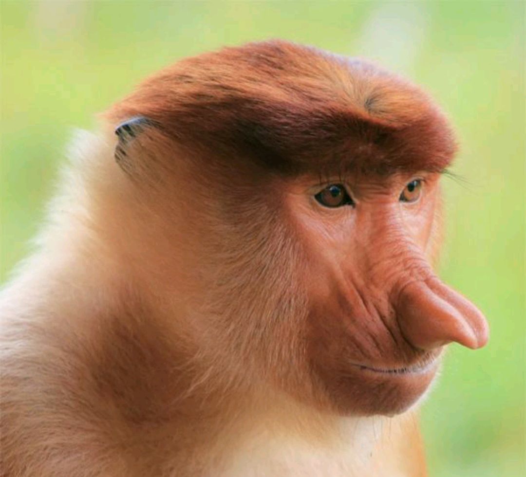 长鼻子?明明是花却有着动物的名字?