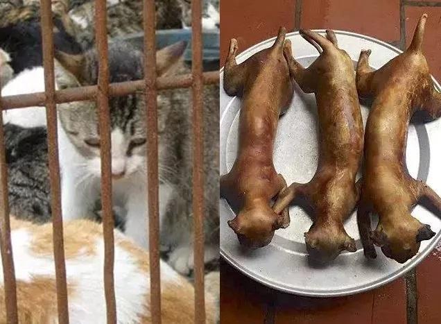 这个地方竟然吃猫肉,熏的,红烧的,猫肉火锅!你敢吃吗?
