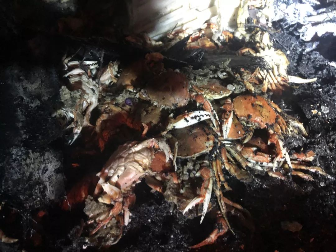 4000斤螃蟹在高速上烤熟了,隔着屏幕都能闻到香!网友:饿了