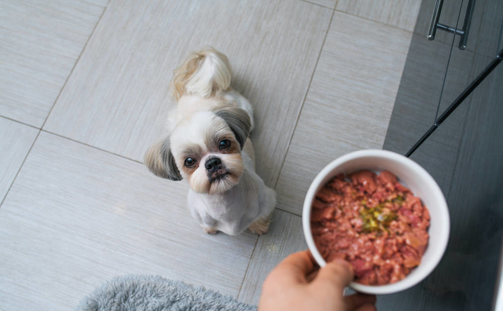 狗狗吃飯狼吞虎嚥?用慢食盆?別,這樣會使狗狗變狂躁