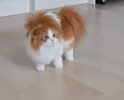 铲屎官招惹长毛猫,下一秒它就气得炸毛,网友:像行走的
