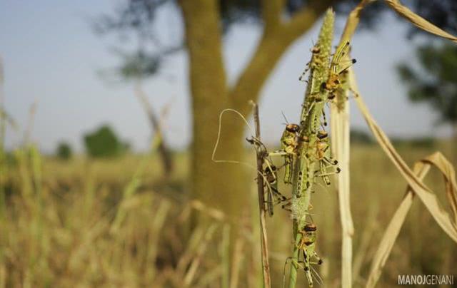 巴基斯坦蝗虫成灾,农业部长笑嘻嘻称没威胁,让大家做咖喱多吃点