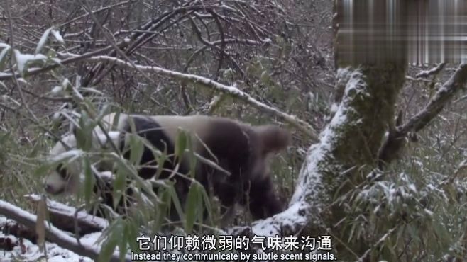 [图]野生大熊猫吃竹叶更有创造性，把竹叶弄成雪茄的形状