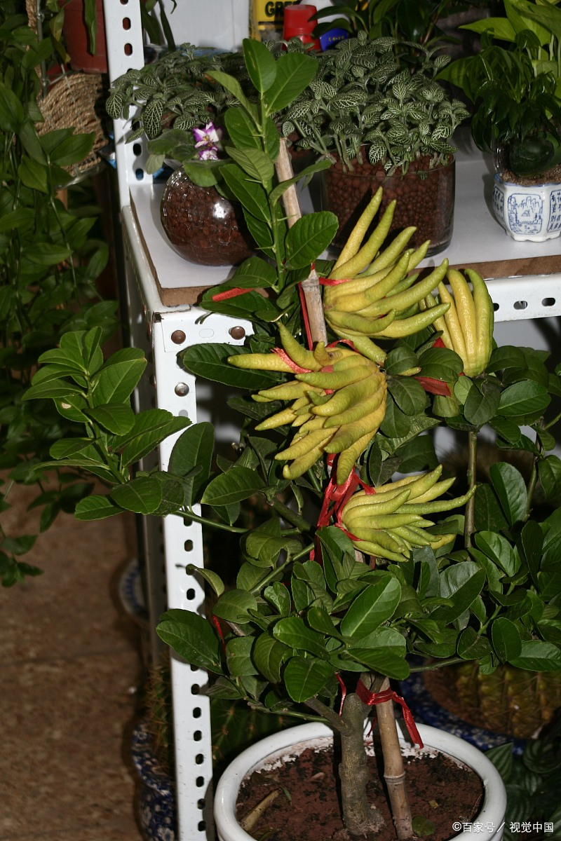 佛手盆栽养殖方法:打造热带风情的室内绿洲