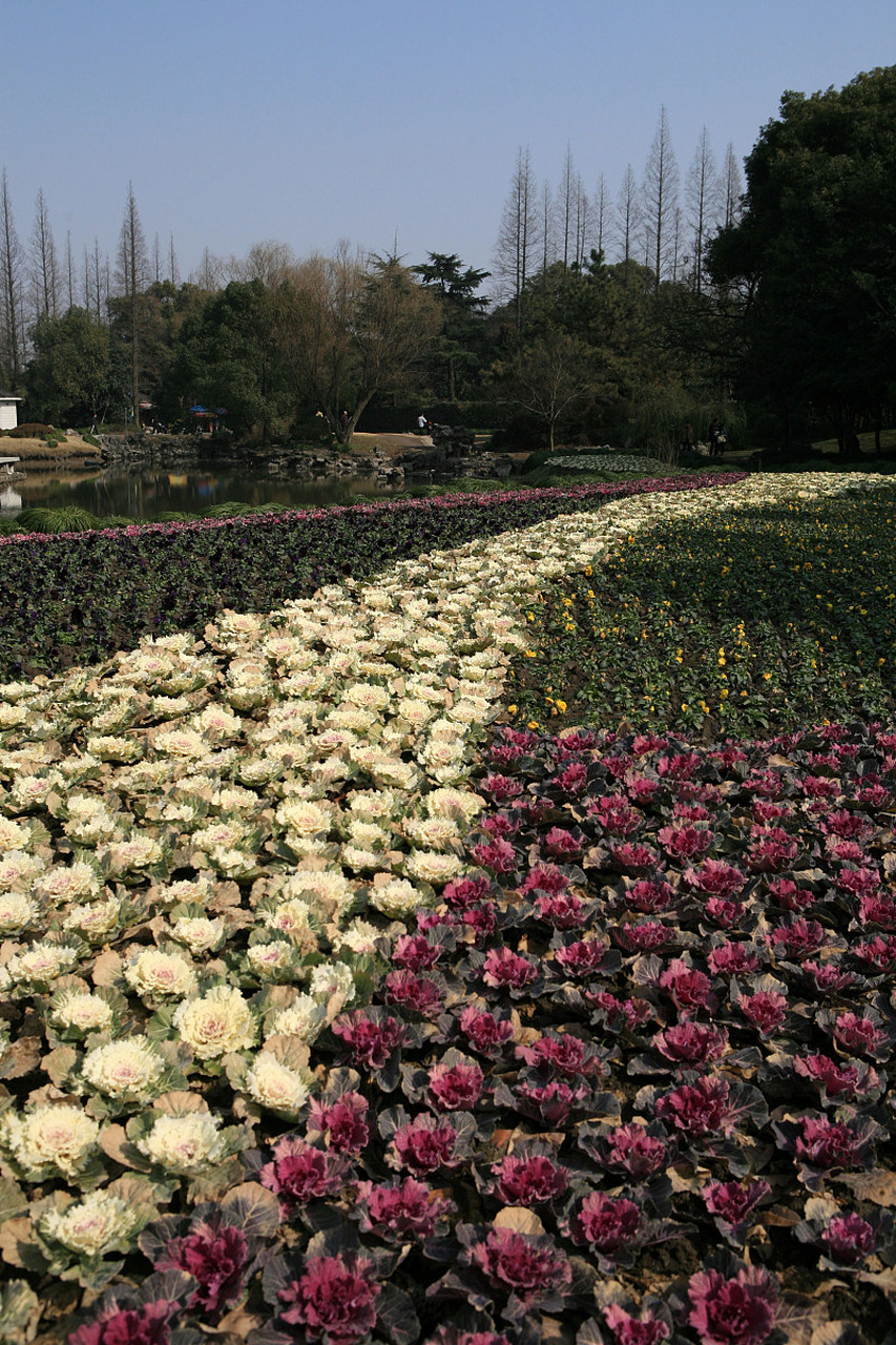 这里拥有近300亩的面积,种植了4万多株牡丹和芍药,包括16株百年以上的