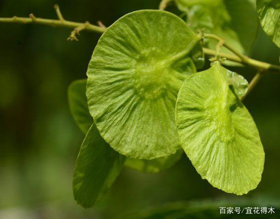 消失再现的国家级珍稀濒危物种:云南金钱槭