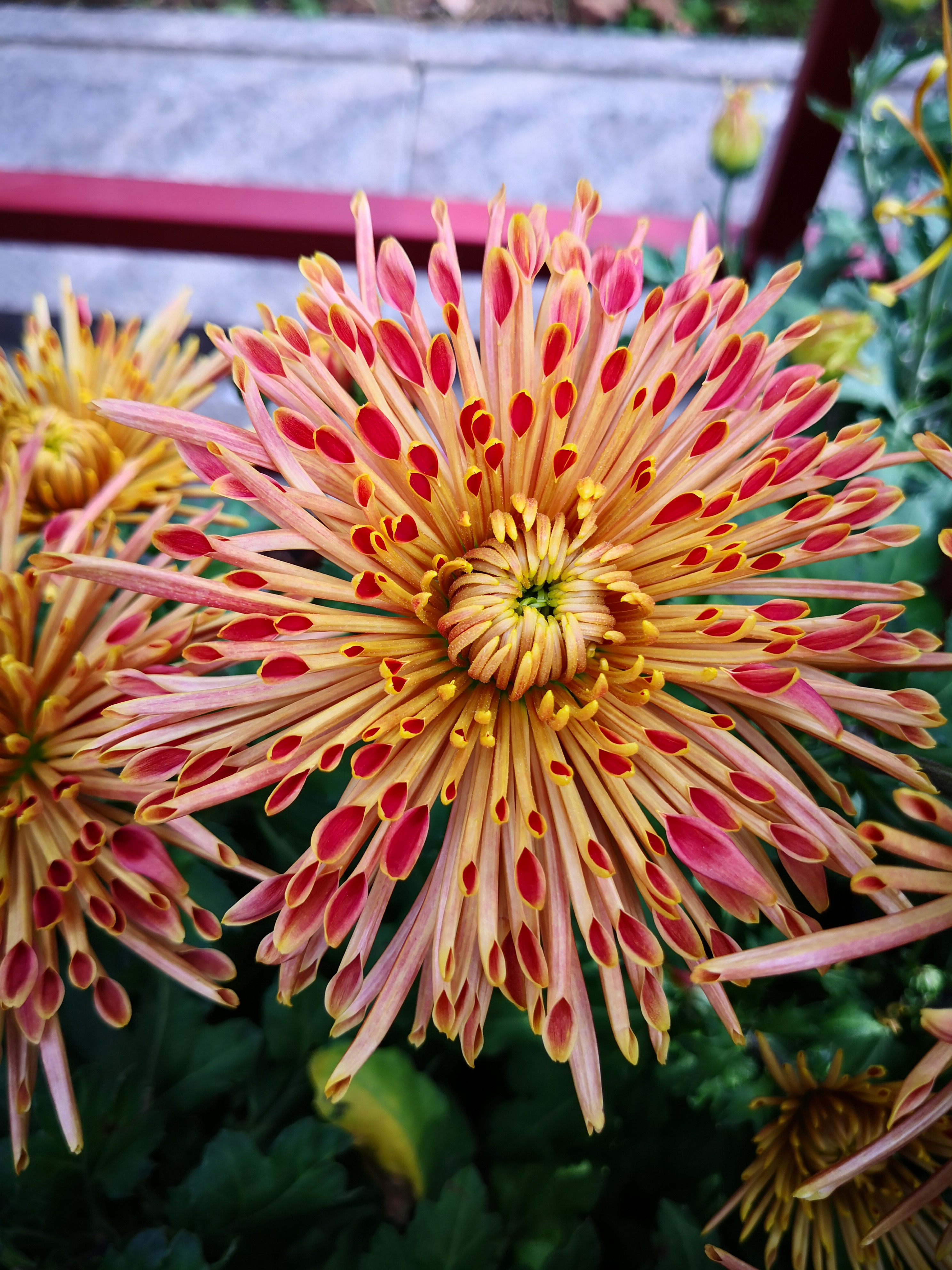 秋日青岛中山公园赏菊花