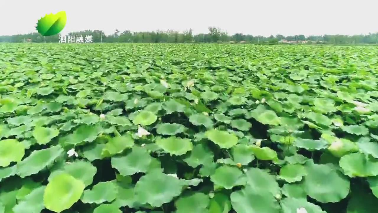 泗阳:荷叶田田无穷碧荷花绽放美如画