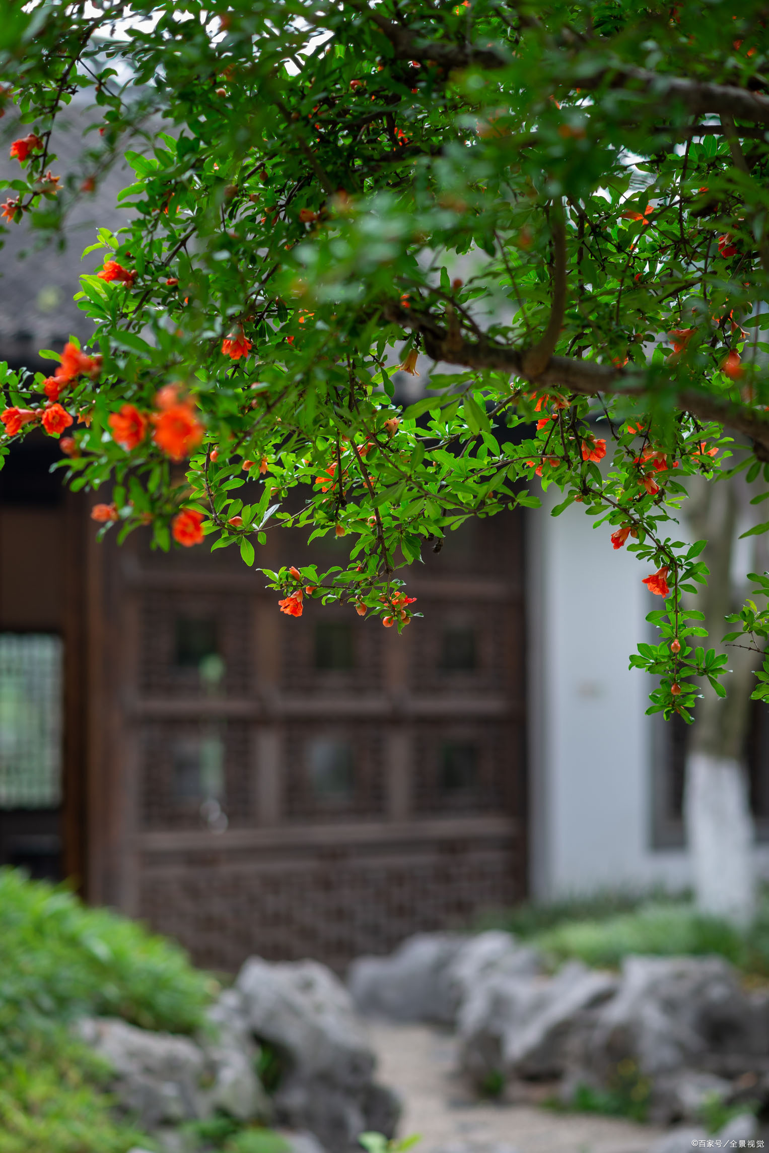 庭院中栽培的石榴不结果,怎么做才能让石榴重新结果?做好三件事