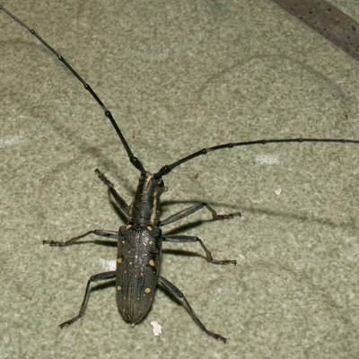 动物知识科普,小编带你了解灰长角天牛