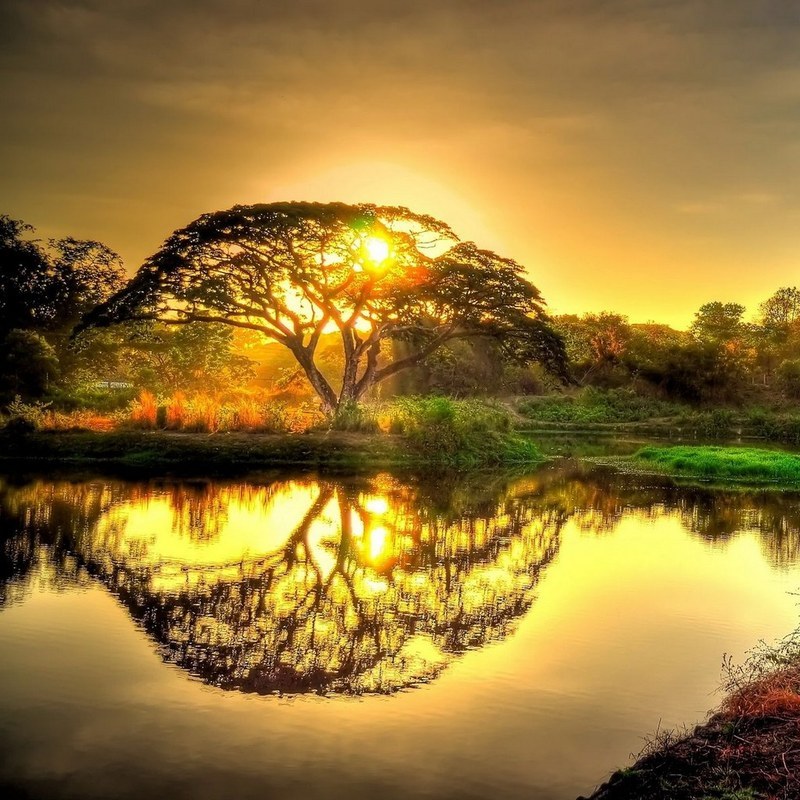 本草纲目 中医典籍 百度百科