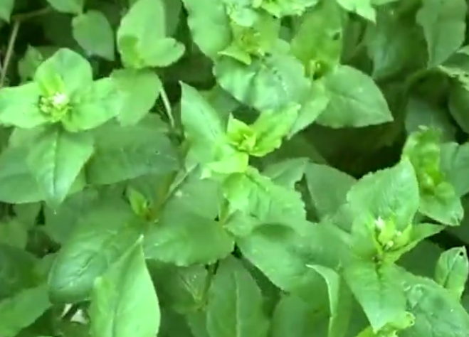 鹅肠菜是农村常见的野菜,过去农民不待见,如今用来煲汤味道一绝