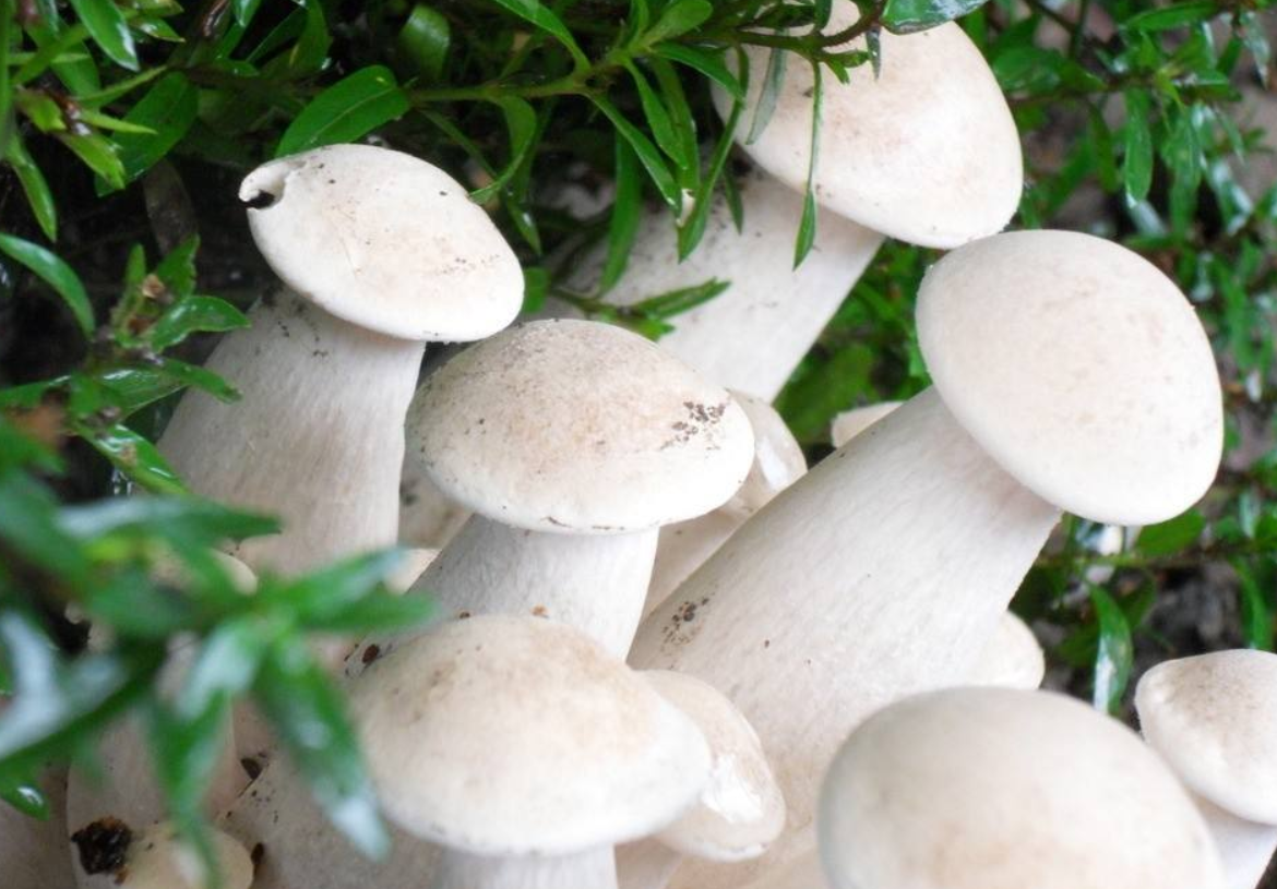 不同的菌类蘑菇具有不同的生长特征,你知道如何培养平菇吗?