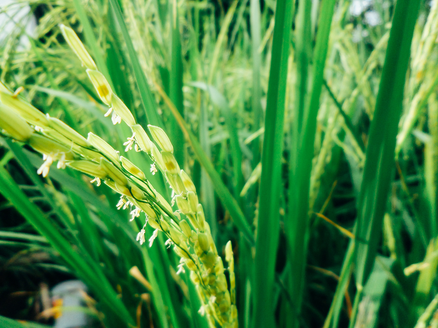 水稻返青期是植株恢复生长的重要阶段,也是决定后期产量和品质的关键