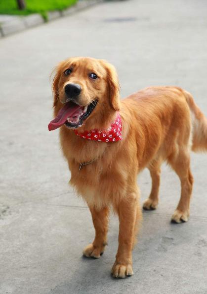 金毛犬真的好养吗?不要骗了,盘点它的5大缺点!