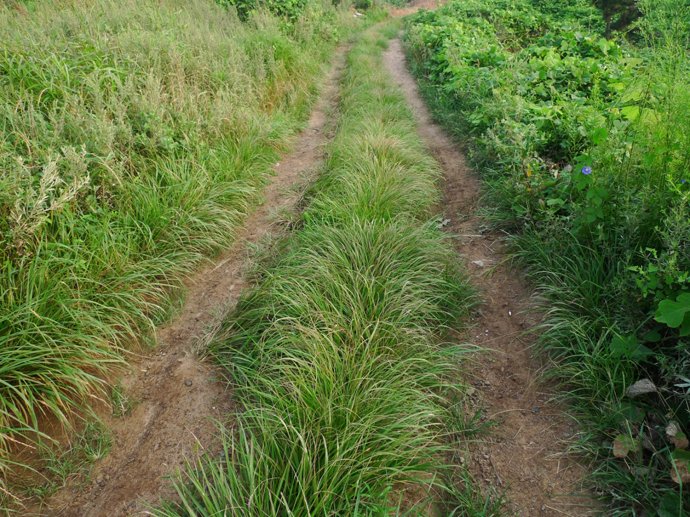 它有一个霸气的名字叫"程咬金",田埂上的恶性杂草,能舒筋散瘀