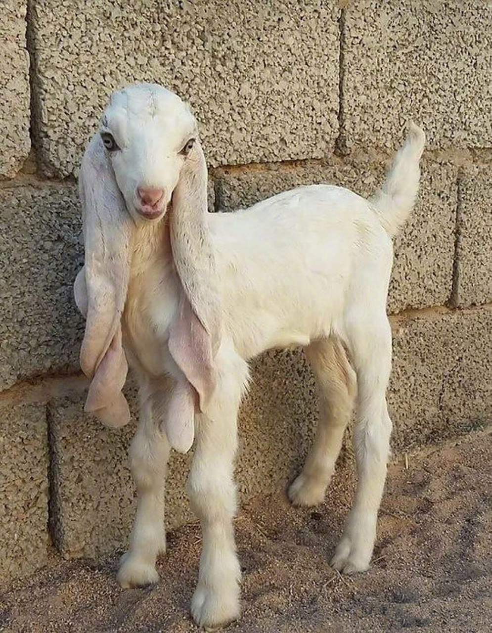 动态集结令# 古拉比山羊的少年和老年个体对比…… 肤白大眼v字脸vs