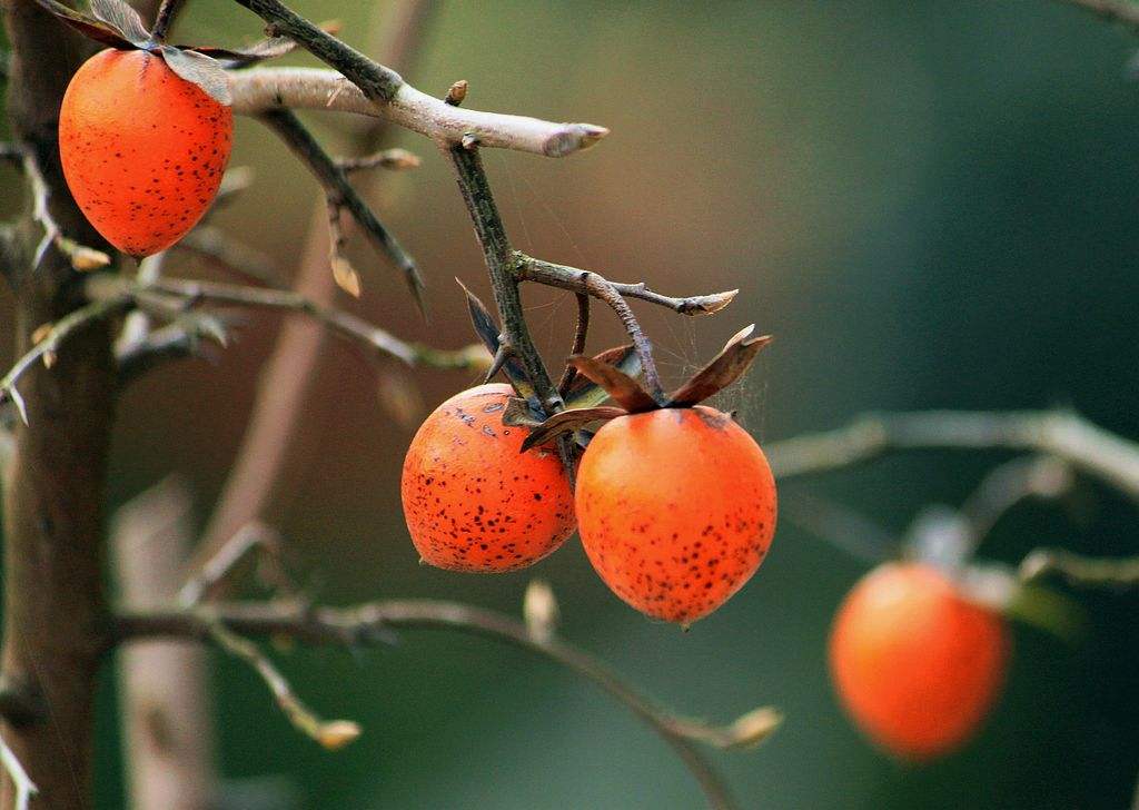 柿子并不值钱,但这种"野柿子"是"有价之宝",春天盆栽容易活