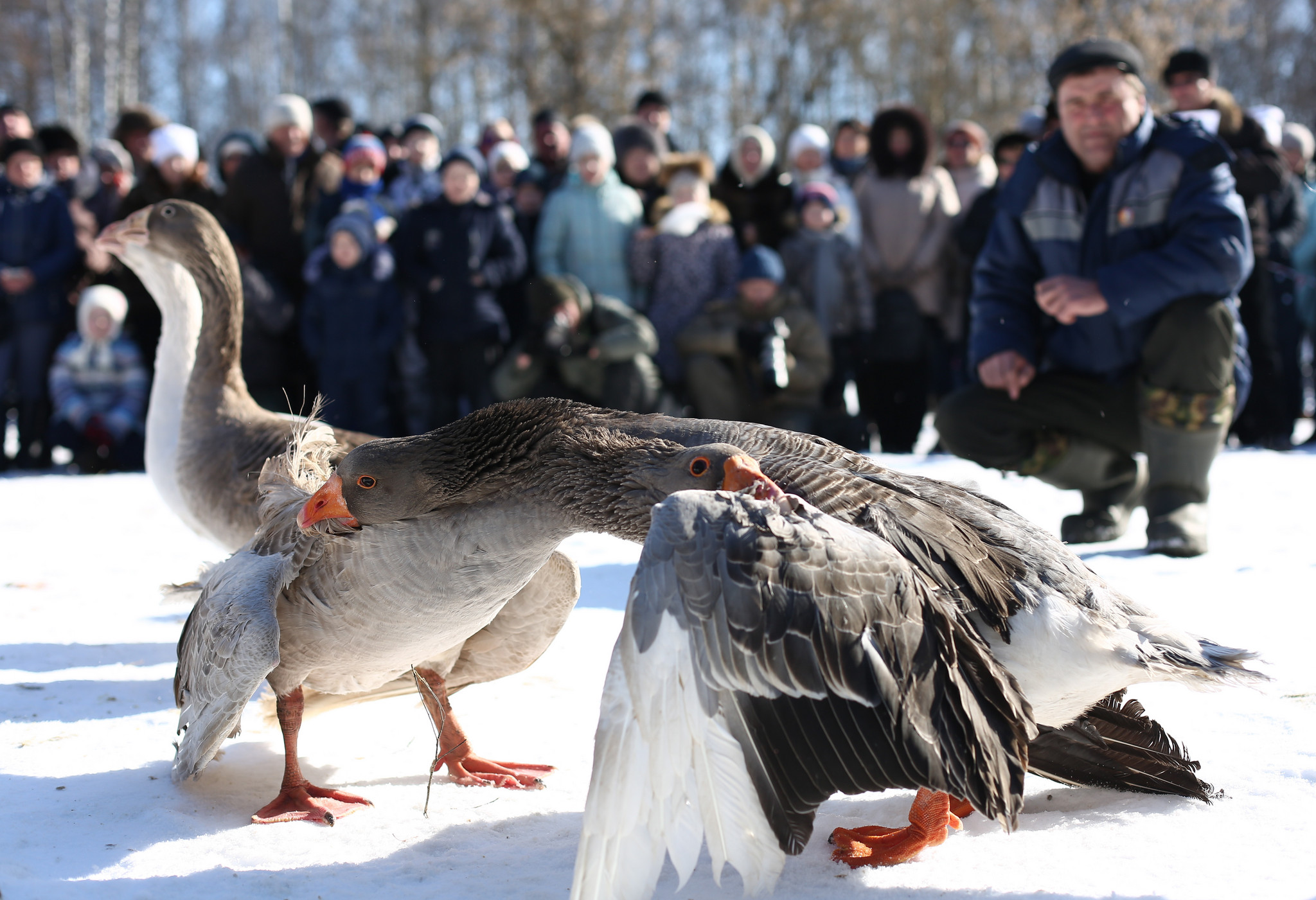 "俄罗斯举办传统斗鹅赛  大鹅"引颈以待"斗志高"