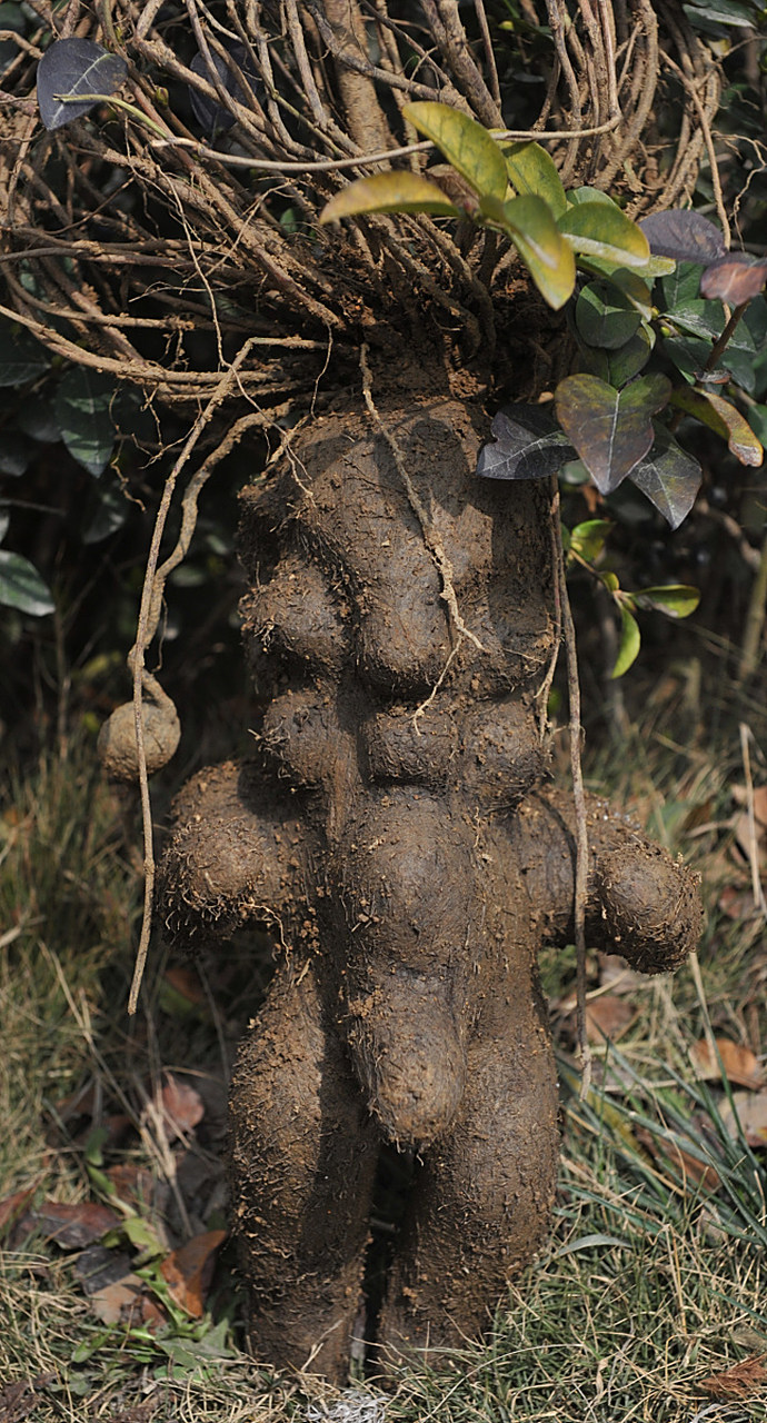 何首乌泡水喝的功效 何首乌泡水喝有什么功效  何首乌