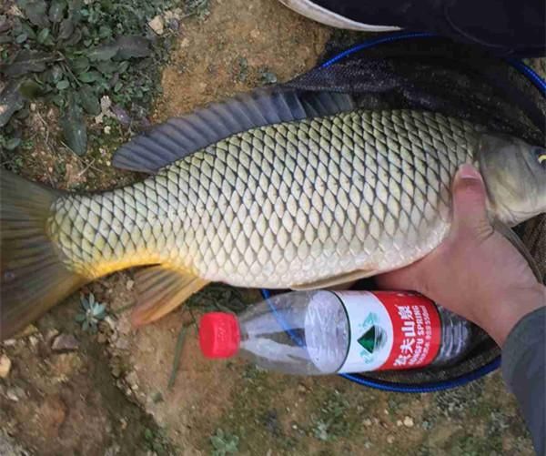 野钓大鱼又切线,马失前蹄人失手,这个你需要