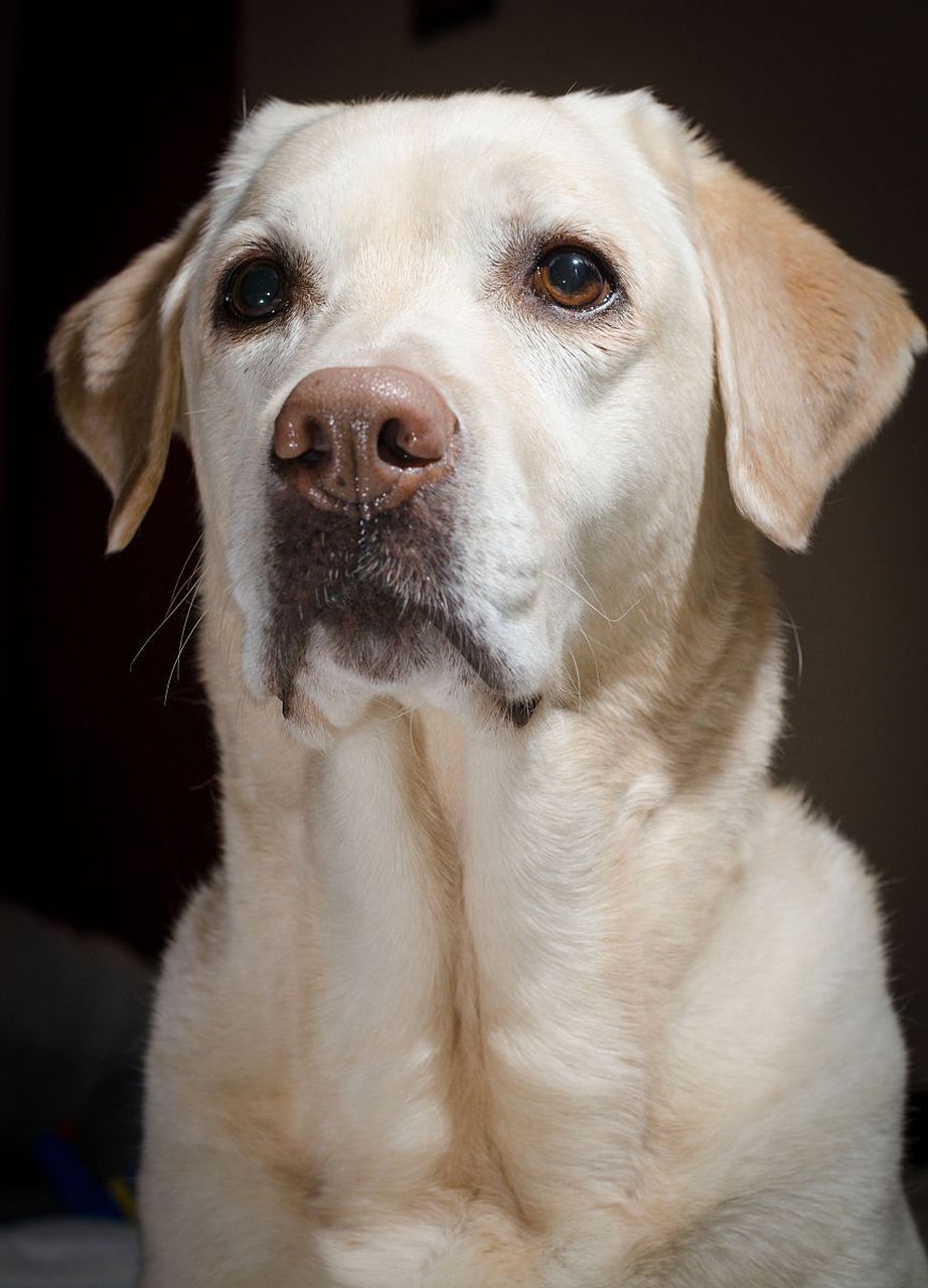 犬细小病毒和狗瘟是常见的高传染疾病,未接种疫苗的汪星人极易中招.