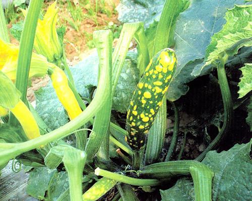 西葫芦炭疽病等三种病害的诊断与农药防治