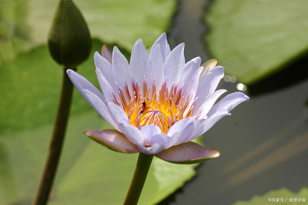 『随花看地球』 斯里兰卡的国花.@倾花听语的动态