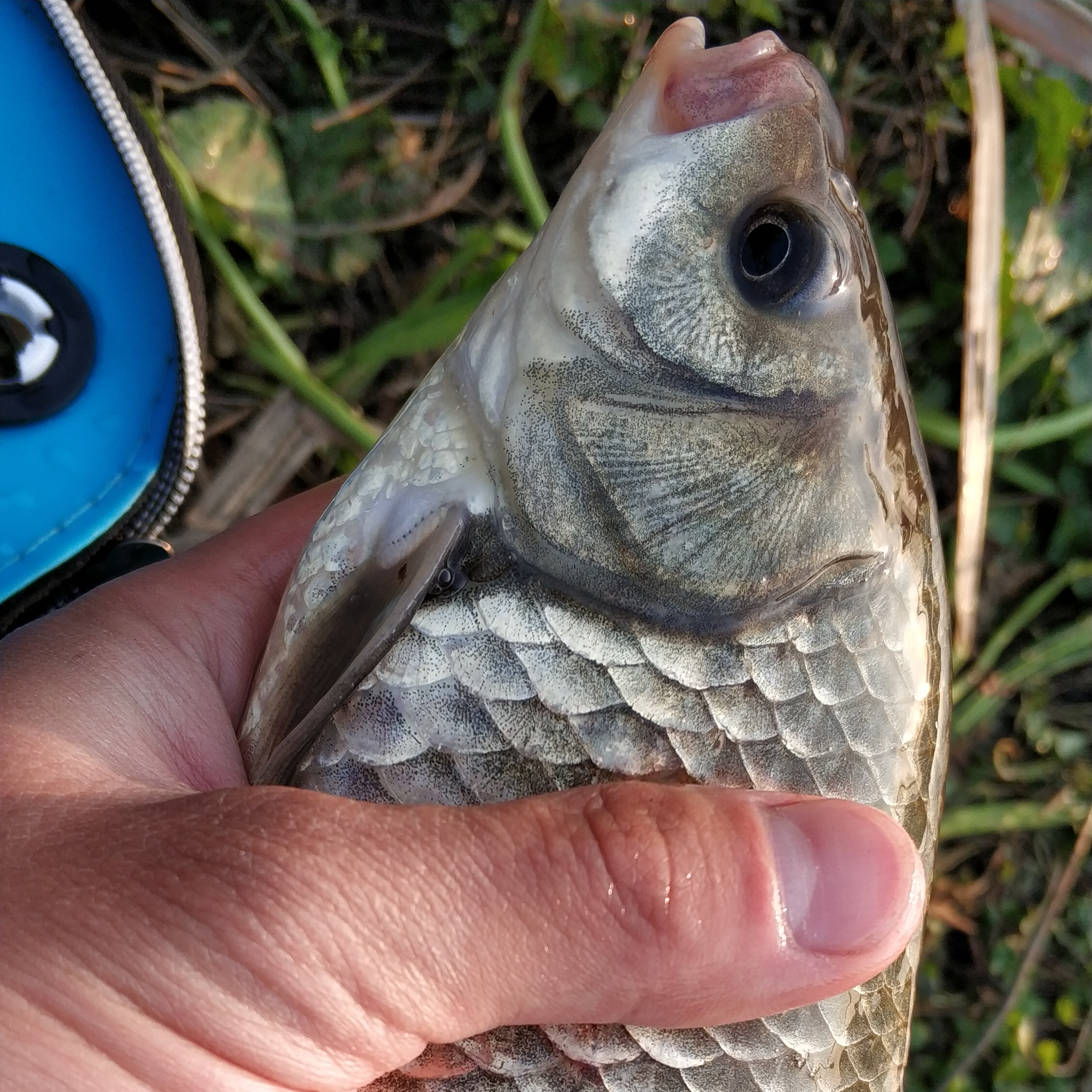 夏季钓鲫鱼这样搭配饵料,渔获猛增一倍,用一次爽一次!