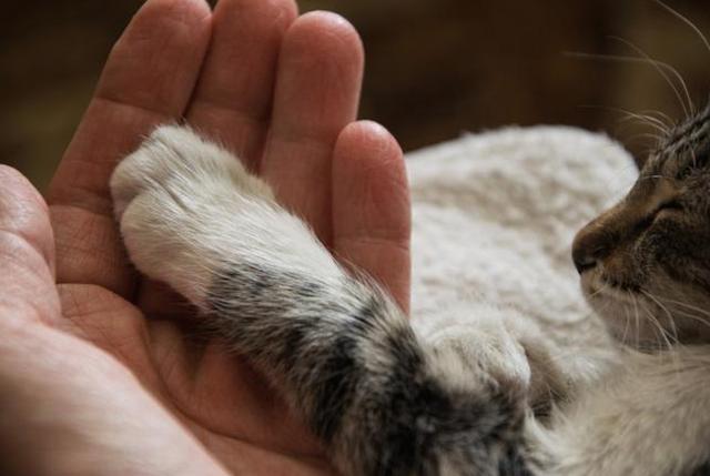 猫抓热的基本常识你得知道