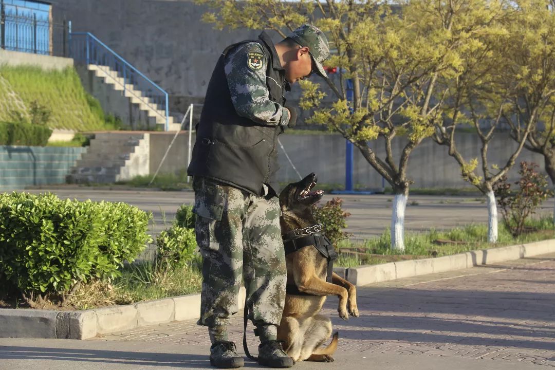 围观!这里有个在深山训犬的兵!