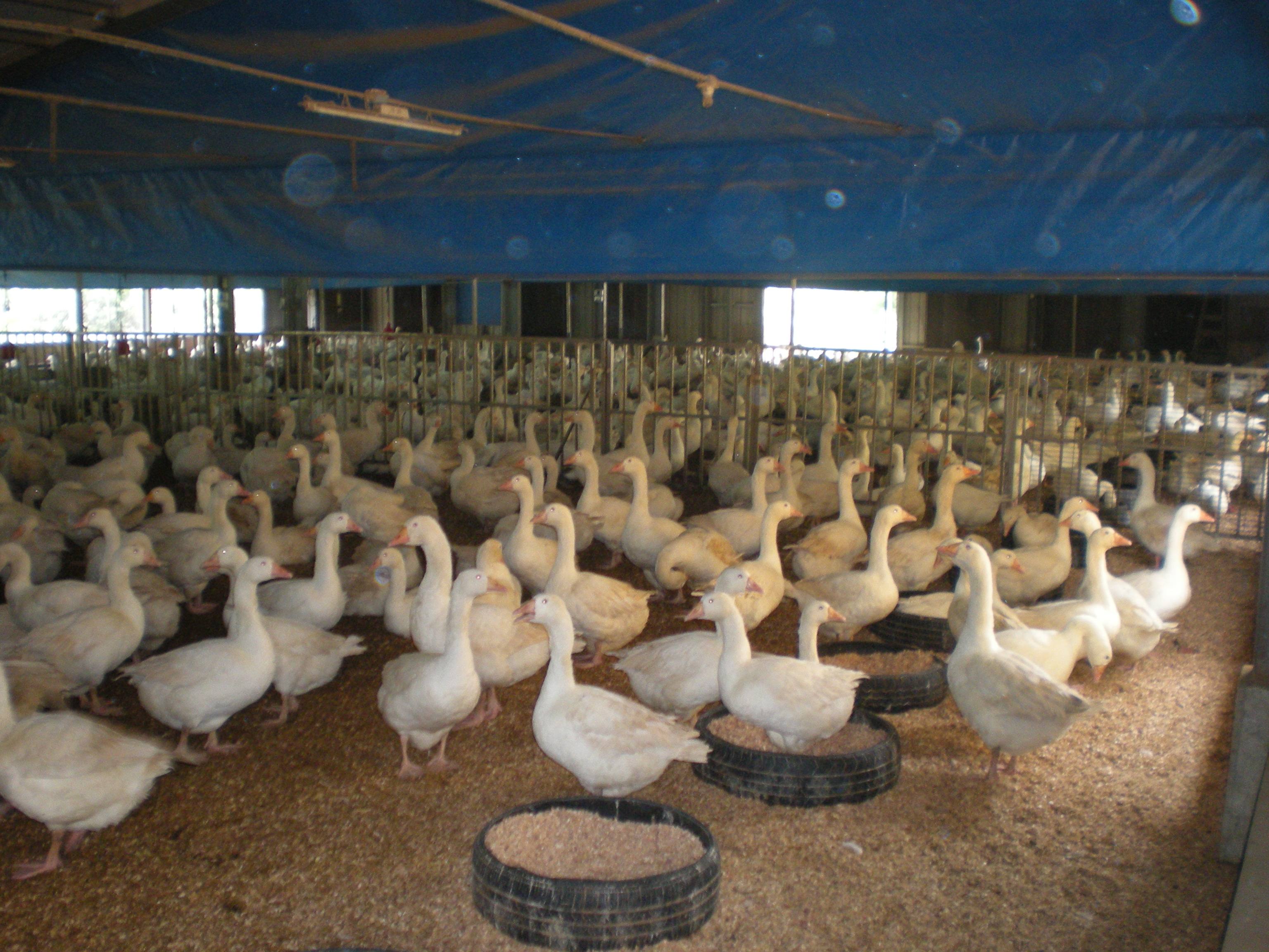 想养出高质量的肉鹅,你应该这么做,养殖户们都来看一看吧