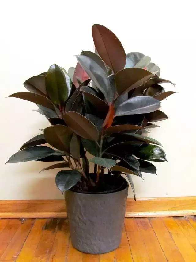 10种开紫花盆栽花卉,适合新手的7种室内盆栽绿植