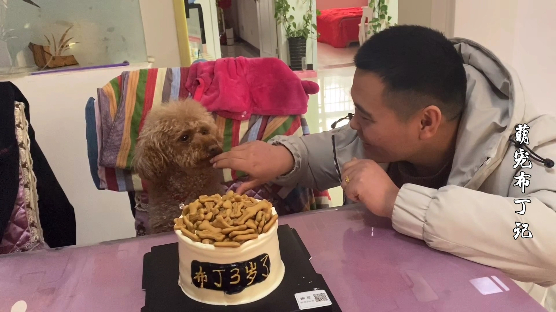 泰迪狗过三岁生日,主人给它准备了啥蛋糕?看它啥反应