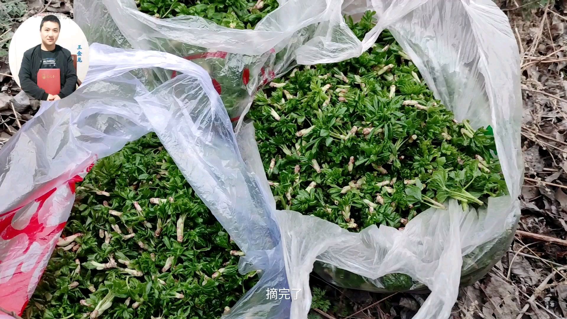 西北张家川农村的五月野菜,全国很多人都在吃,带你看是怎么摘的
