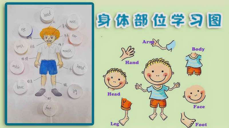 身体部位学习图 适于2 5岁宝宝 教宝宝更清楚的认识身体器官 亲子 早教 好看视频