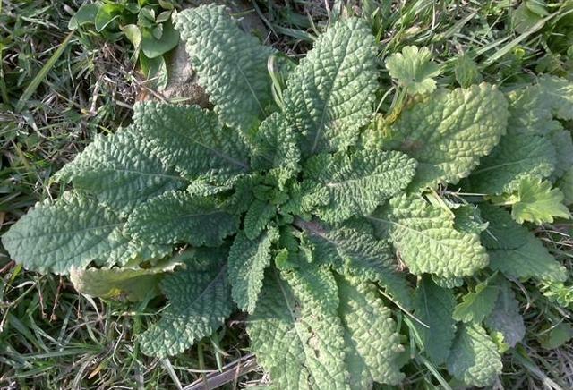 农民最熟的一种野草,叫"蛤蟆叶",嚼叶子就能止咳,你见过吗?