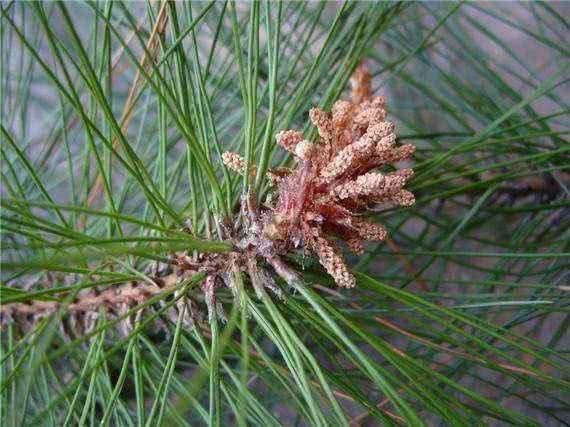 农村这种野味名叫"松毛糖",城里人没见过,吃过的农村人也不多