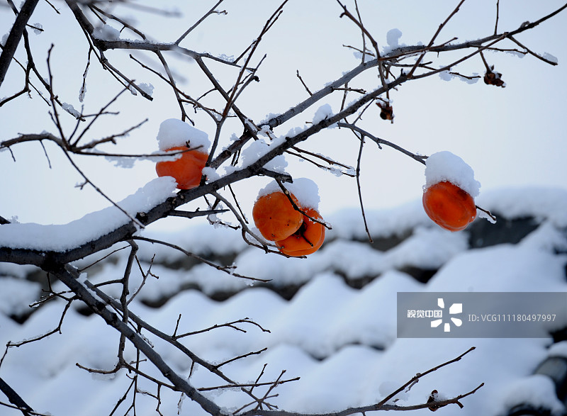 最低气温降至零下10摄氏度,树上的柿子经过降雪的覆盖洗涤,色泽更加