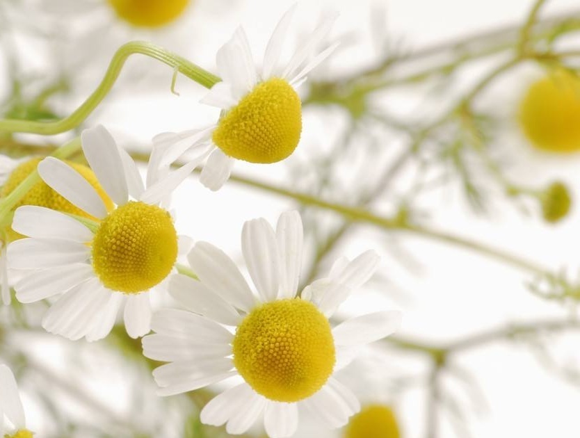 蓝甘菊知识科普,教你轻松识别蓝甘菊