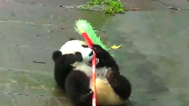 [图]大熊猫宝宝自个玩自个，团成球滚下坡，还挂在木头上吊着睡觉