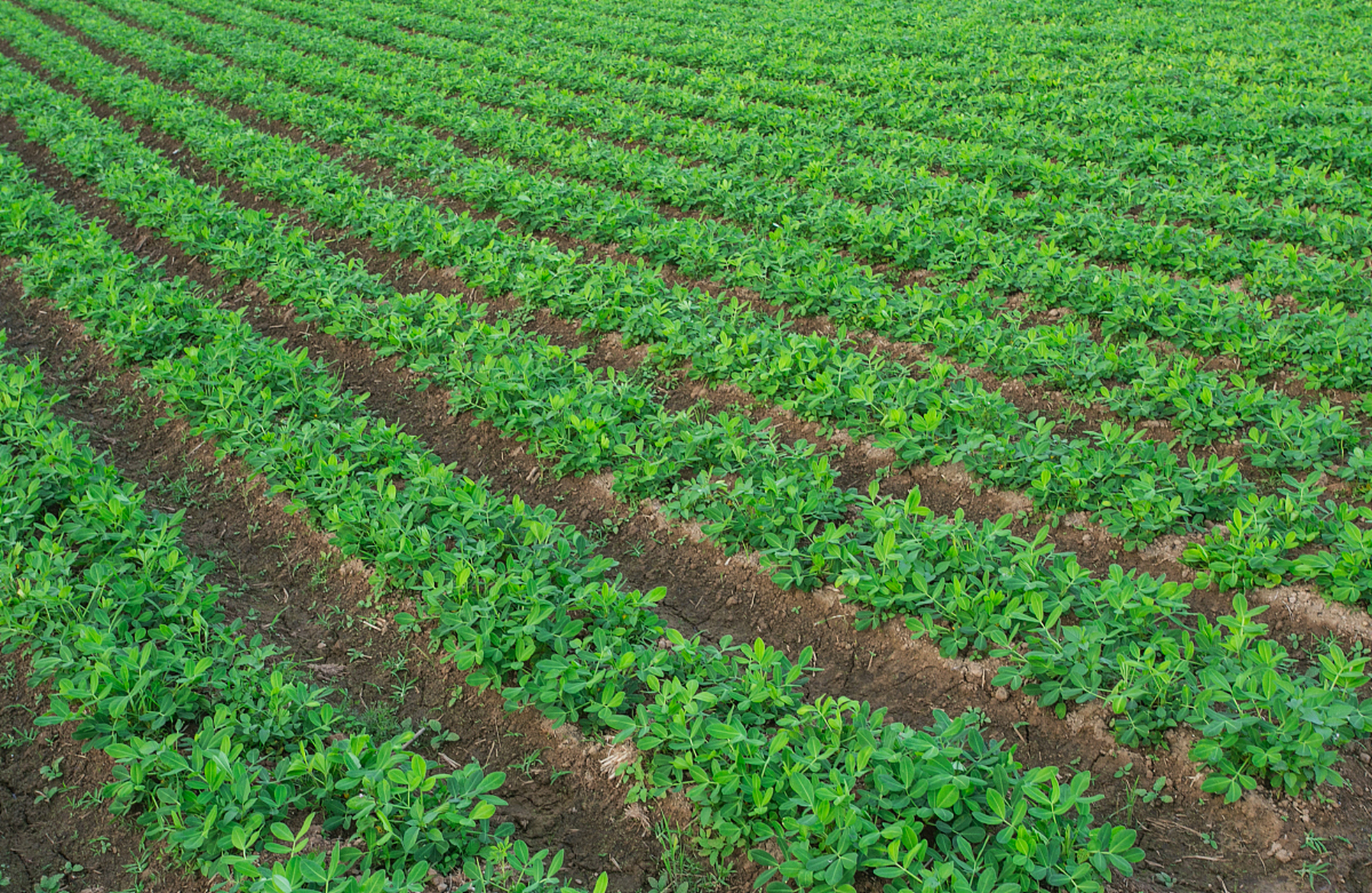 鲁花10号,鲁花11号,8130,花育22号和吨花一号是常见的高产花生品种