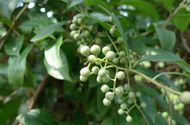 山上野树结果子,成熟后味道酸甜,人称"酸藤子",见过的人少