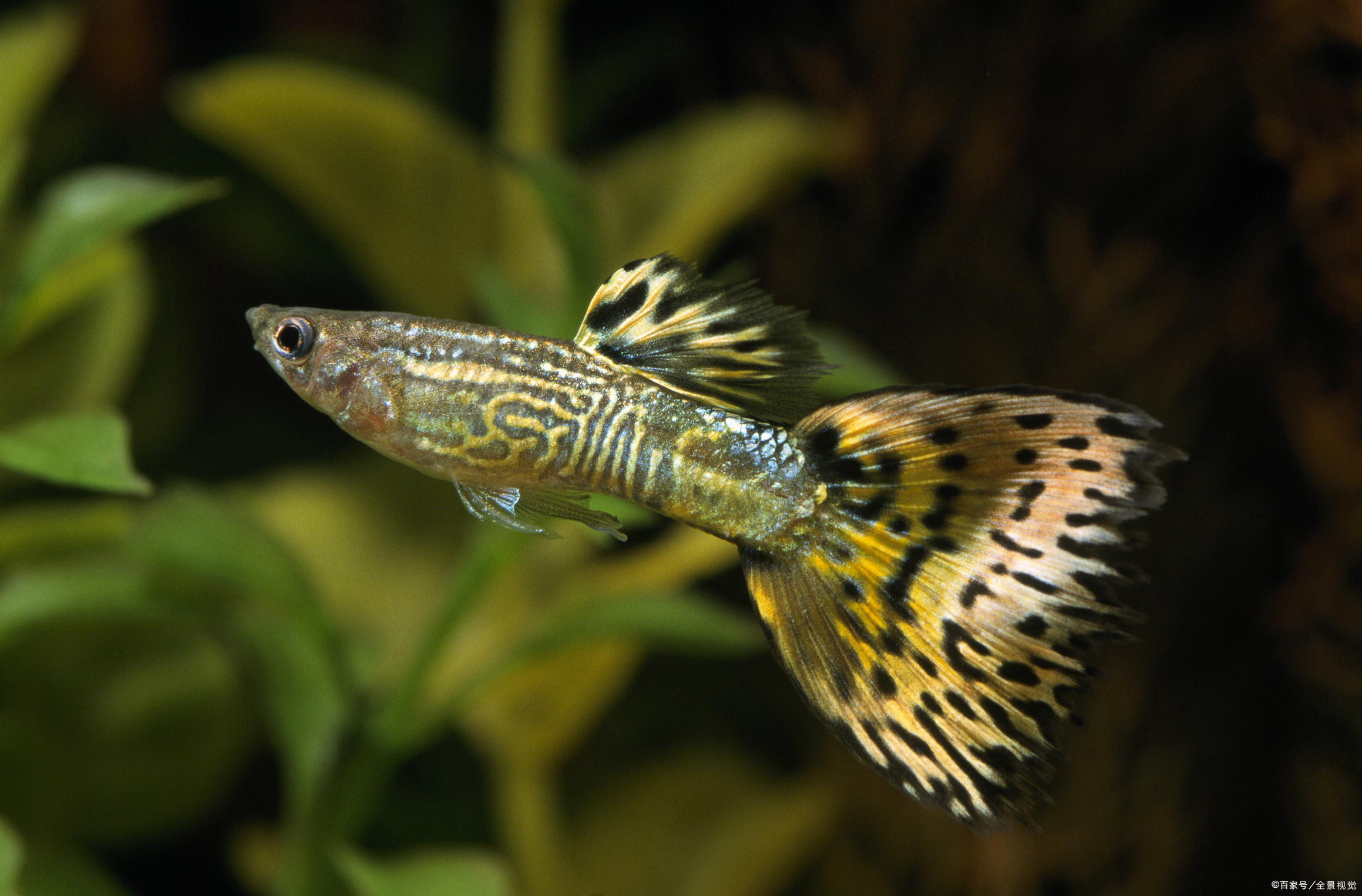 分析孔雀鱼饲养和繁殖中的三个常见问题,新手养鱼要知道