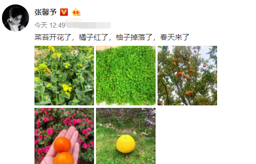 张馨予晒自拍很吸睛,自家大菜园羡煞旁人,何捷昔日诺言已兑现