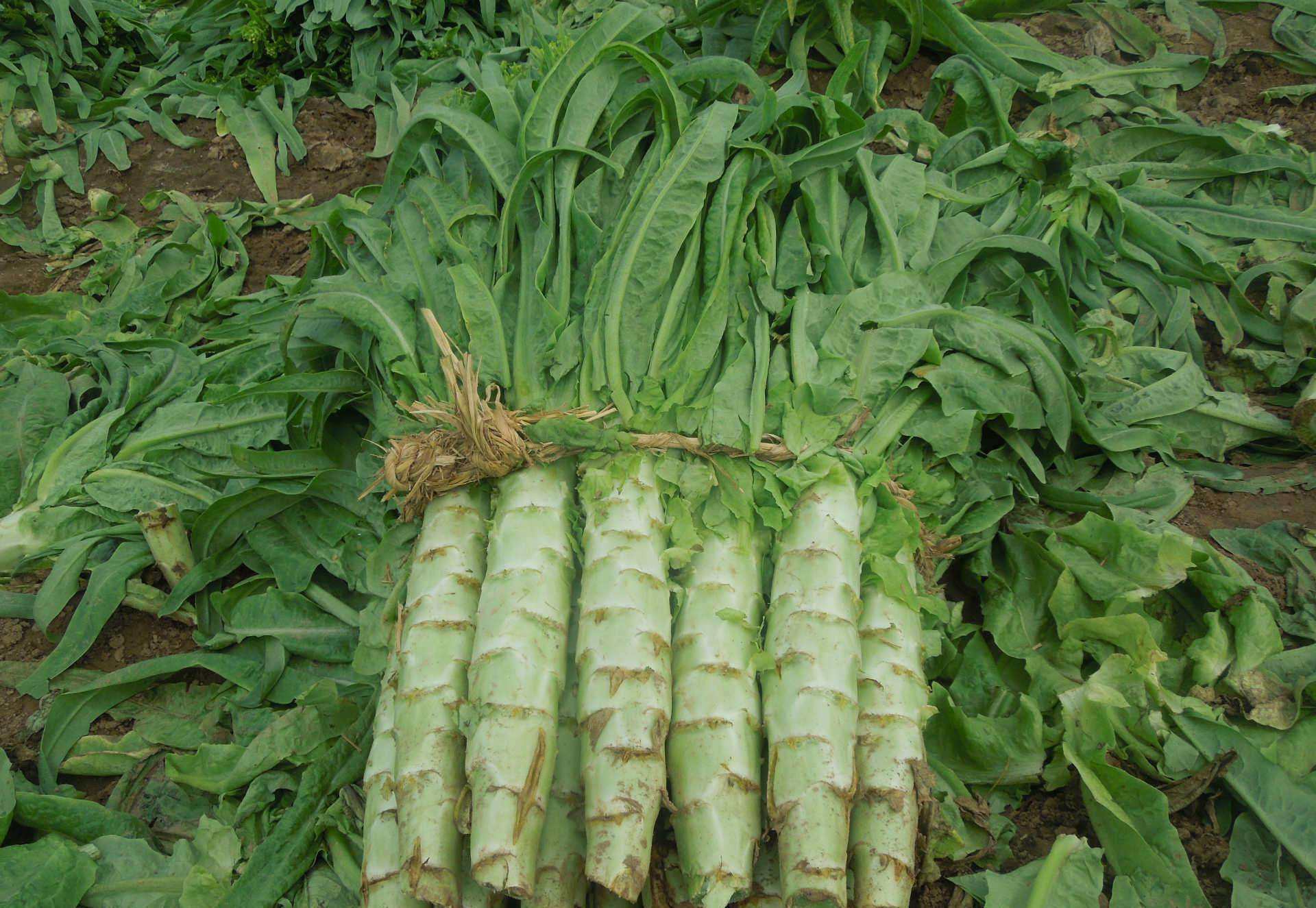 莴笋- 热门商品专区